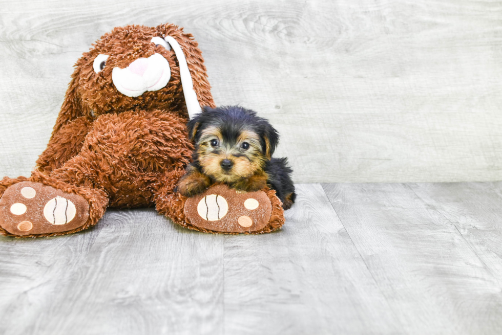 Meet Bella - our Yorkshire Terrier Puppy Photo 