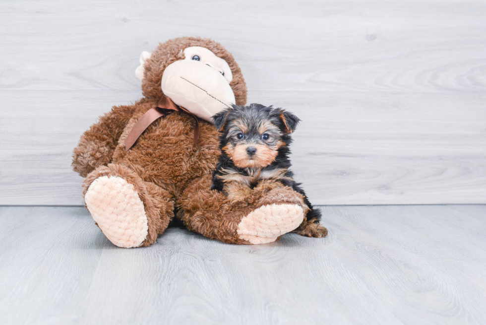 Meet Capone - our Yorkshire Terrier Puppy Photo 