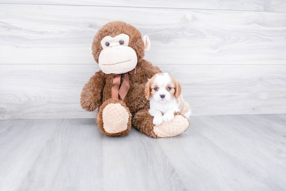 Cavalier King Charles Spaniel Puppy for Adoption