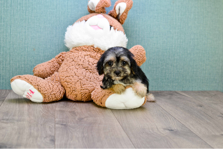 Playful Yorkie Designer Puppy