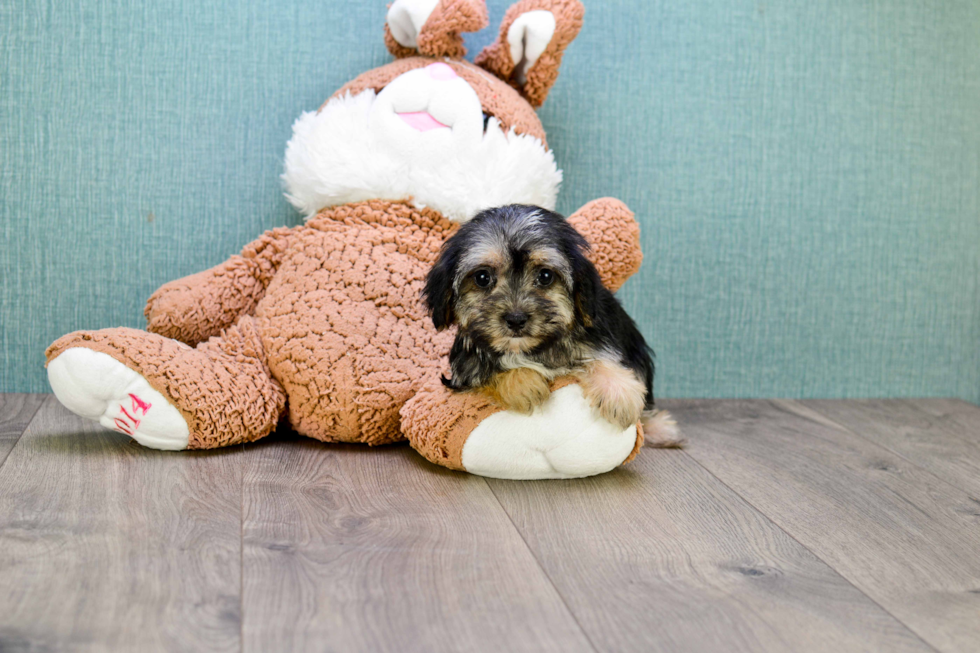 Playful Yorkie Designer Puppy