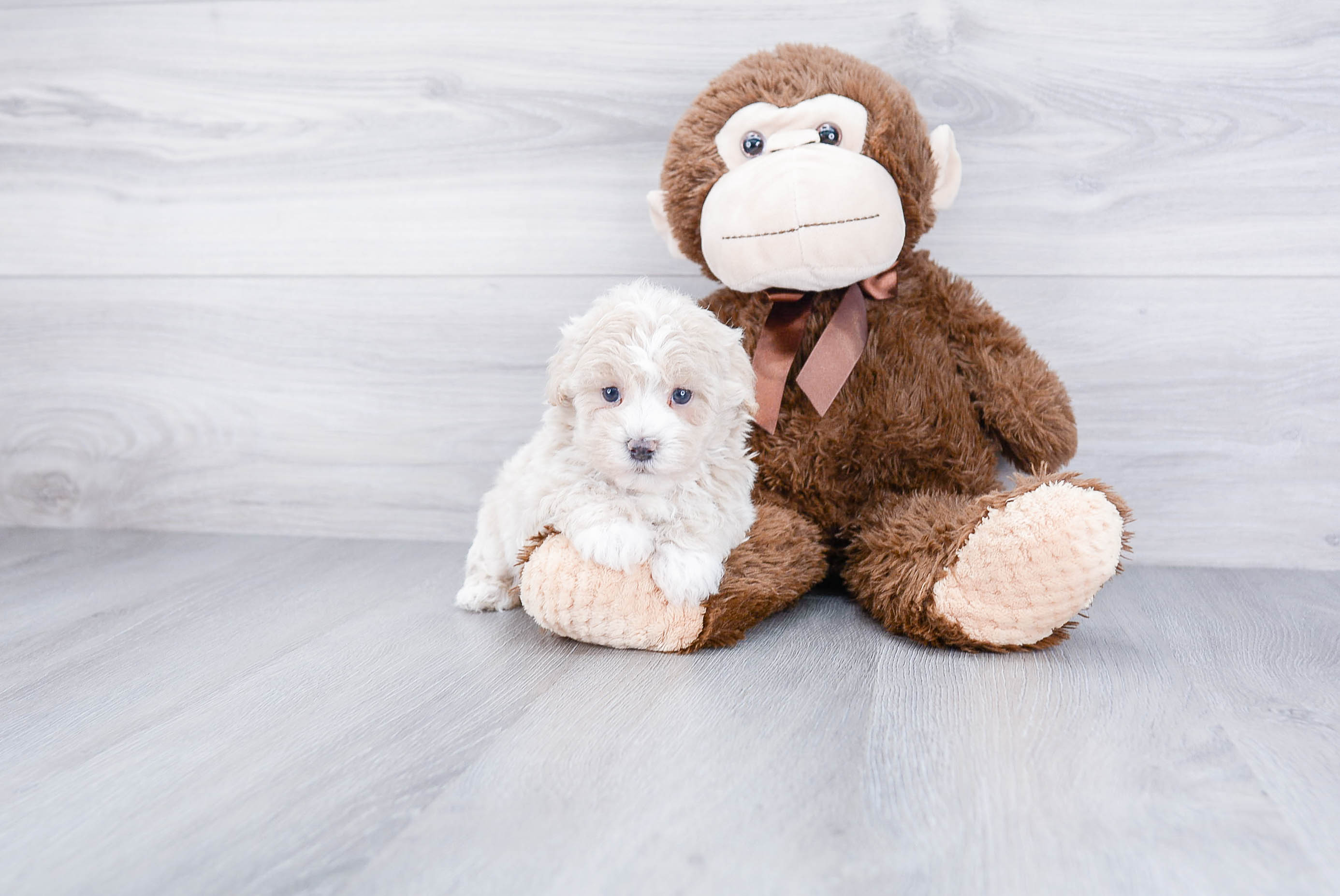 Adorable Maltepoo Poodle Mix Puppy