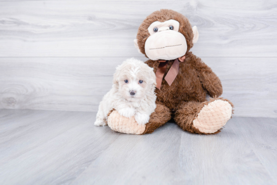 Adorable Maltepoo Poodle Mix Puppy