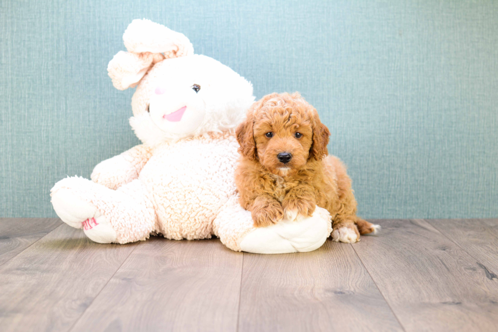 Mini Goldendoodle Puppy for Adoption