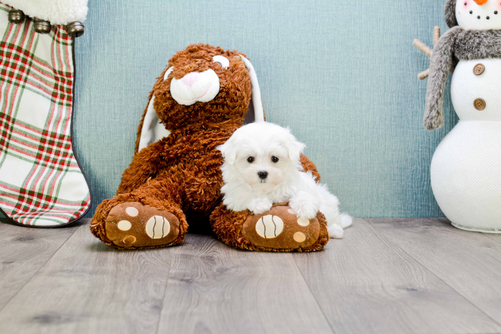 Maltese Pup Being Cute