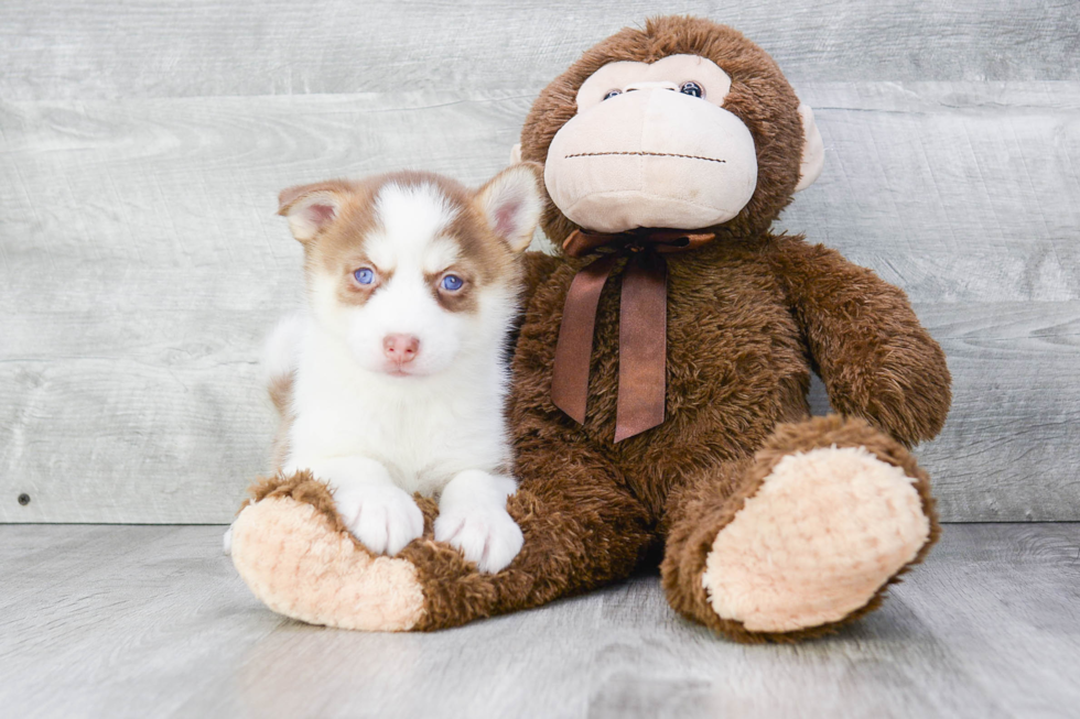 Playful Mini Husky Designer Puppy