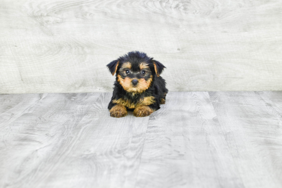 Meet Avery - our Yorkshire Terrier Puppy Photo 