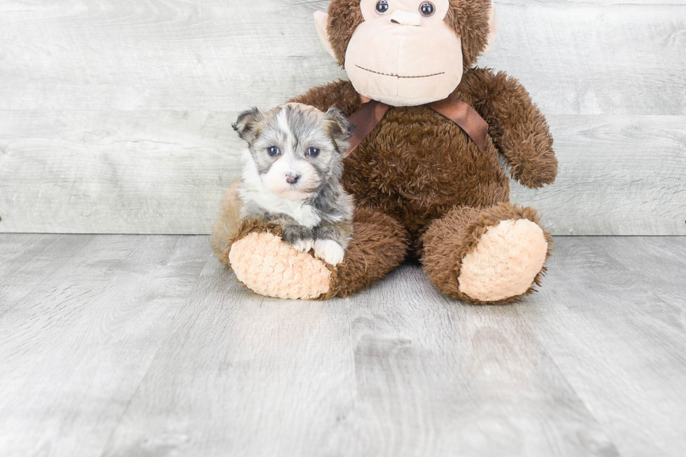 Akc Registered Havanese Purebred Pup