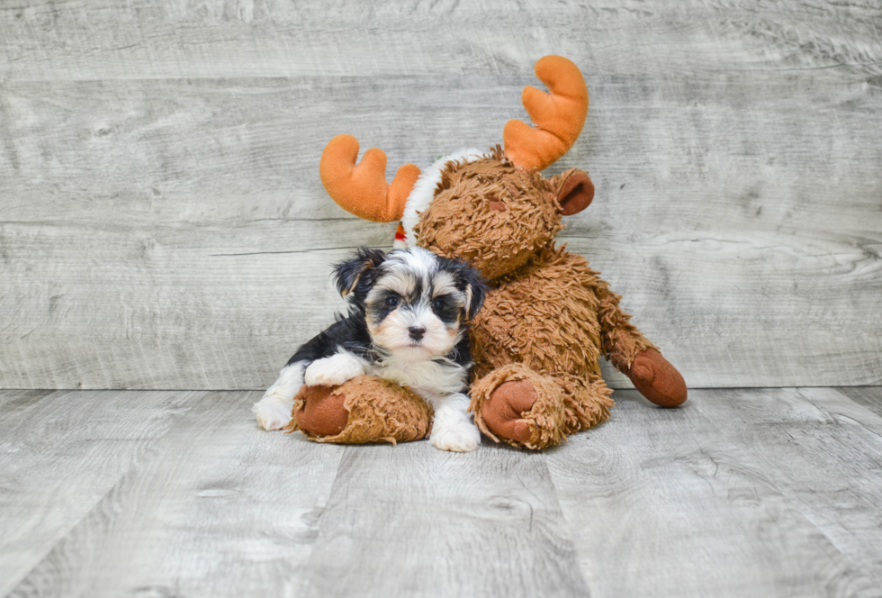 Morkie Pup Being Cute