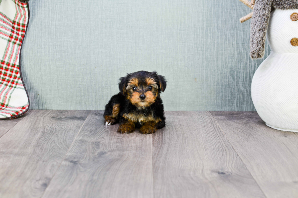 Meet Victoria - our Yorkshire Terrier Puppy Photo 