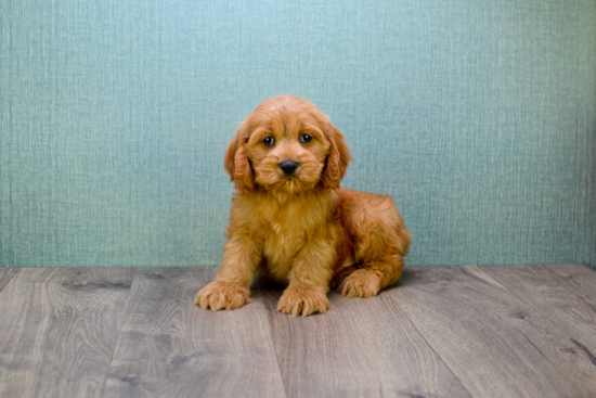 Mini Goldendoodle Puppy for Adoption