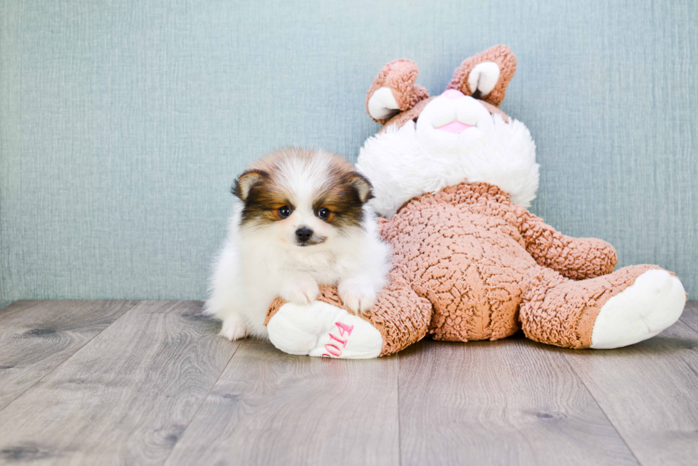 Hypoallergenic Pomeranian Baby