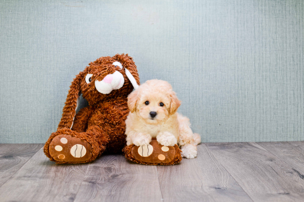 Maltipoo Puppy for Adoption