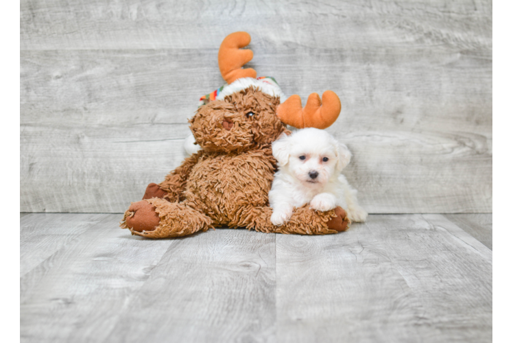 Happy Teddy Bear Baby