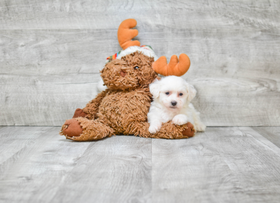 Happy Teddy Bear Baby