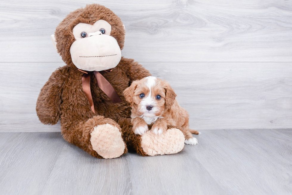 Cute Cavapoo Baby