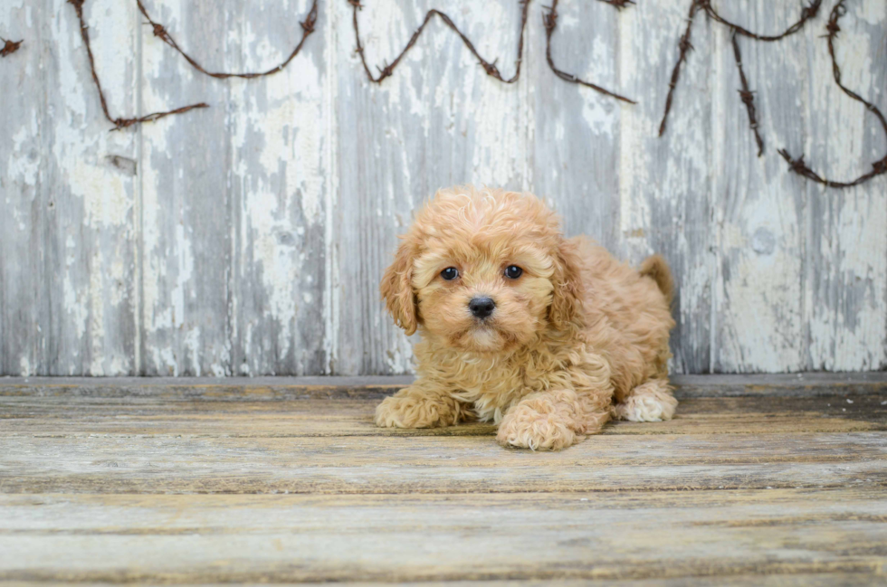 Hypoallergenic Cavoodle Poodle Mix Puppy