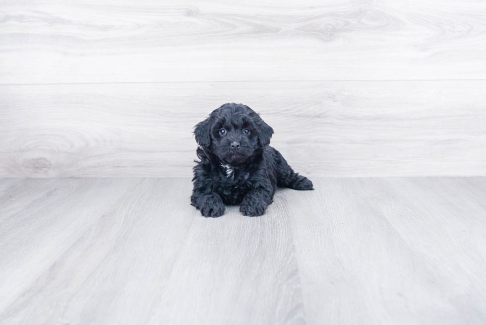 Mini Goldendoodle Pup Being Cute