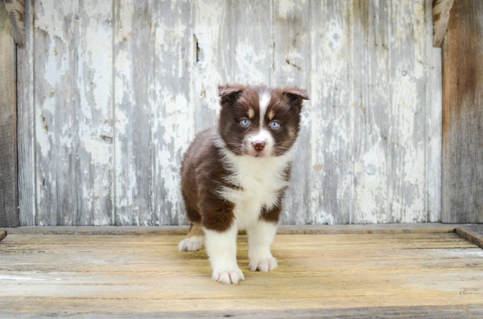 Pomsky Puppy for Adoption