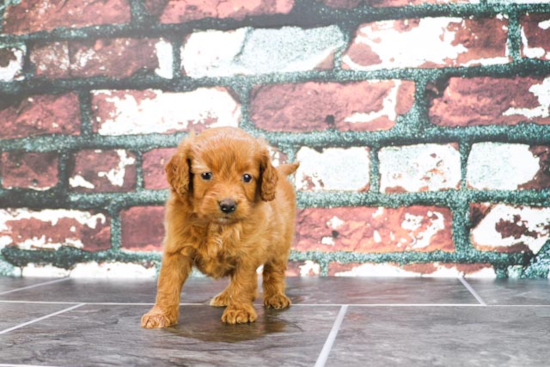 Mini Goldendoodle Puppy for Adoption