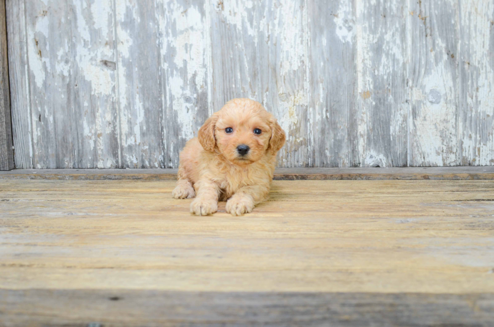 Mini Goldendoodle Pup Being Cute