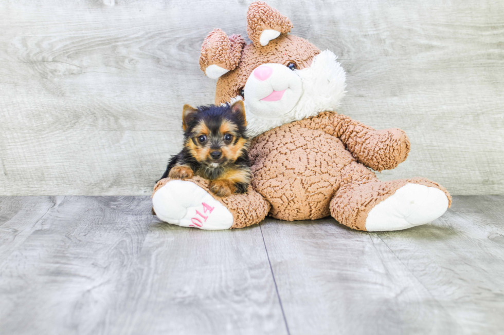 Meet Lisa - our Yorkshire Terrier Puppy Photo 