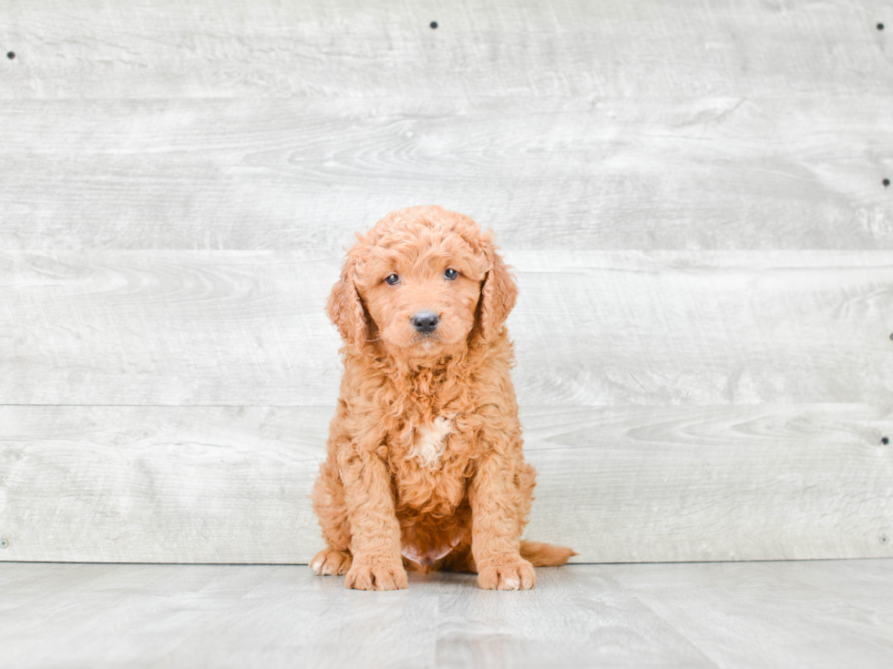 Mini Goldendoodle Puppy for Adoption