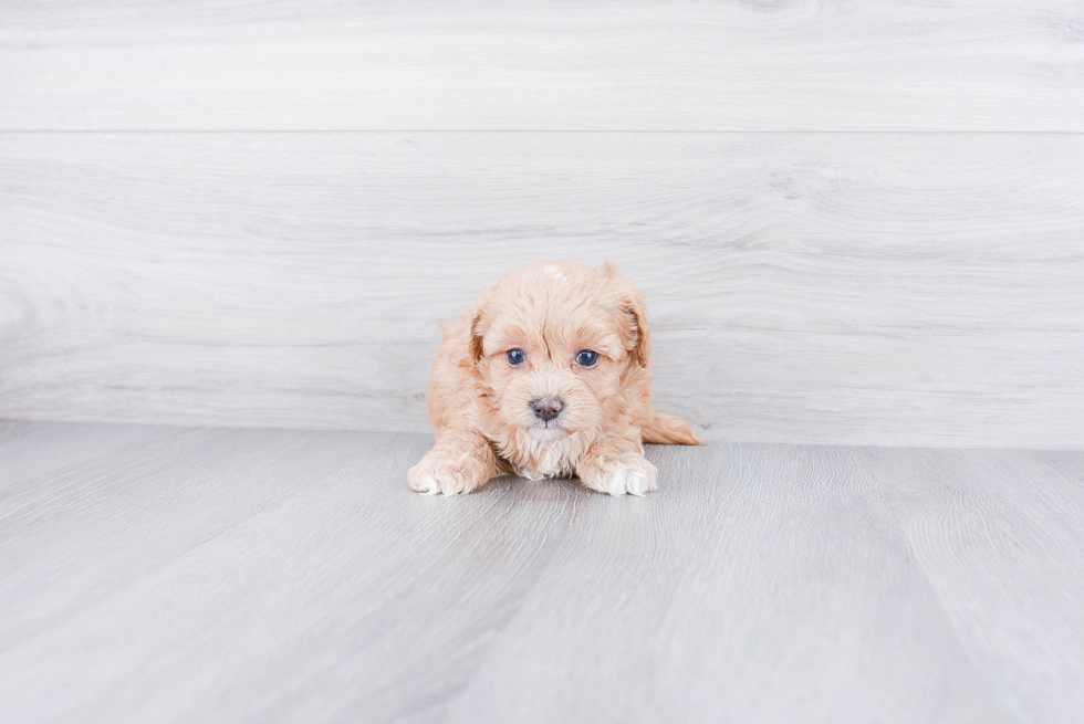 Cavapoo Pup Being Cute