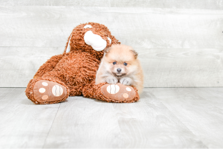 Pomeranian Puppy for Adoption