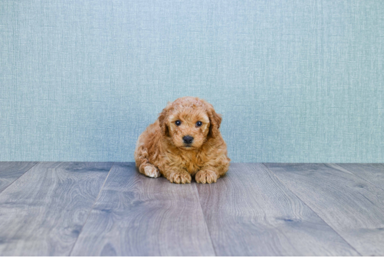 Mini Goldendoodle Pup Being Cute