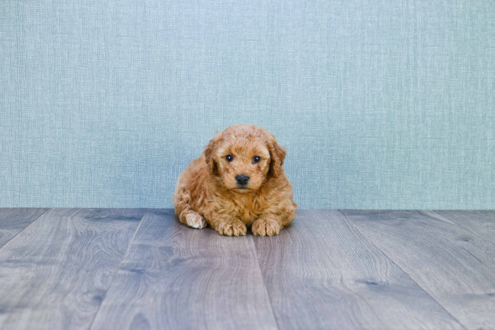 Mini Goldendoodle Pup Being Cute