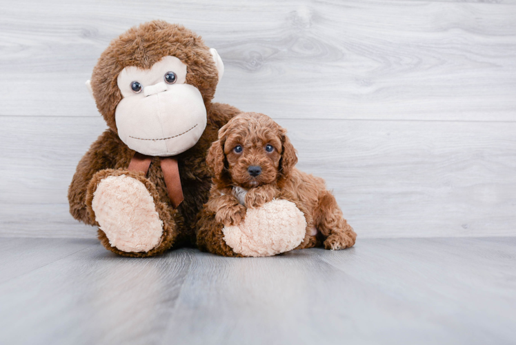 Popular Cavapoo Poodle Mix Pup