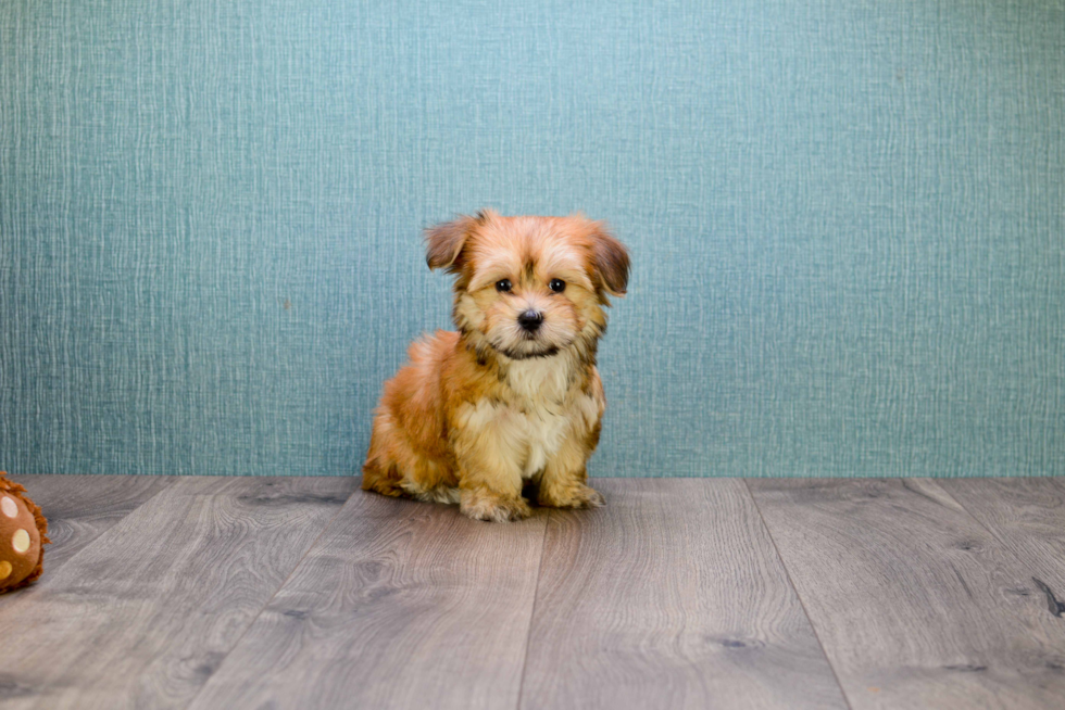 Little Yorkie Designer Puppy