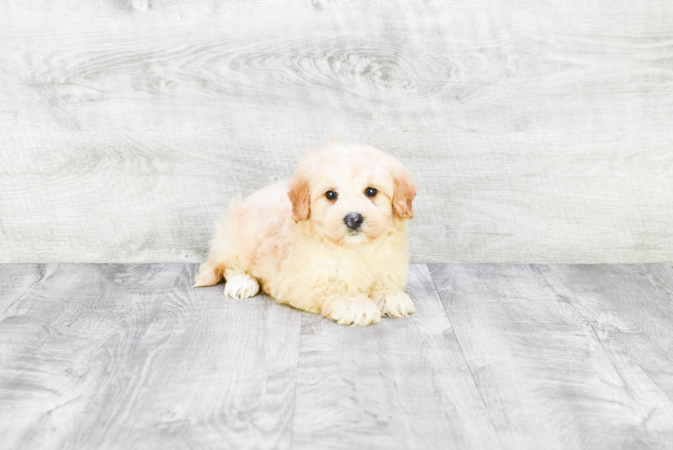 Smart Mini Goldendoodle Poodle Mix Pup