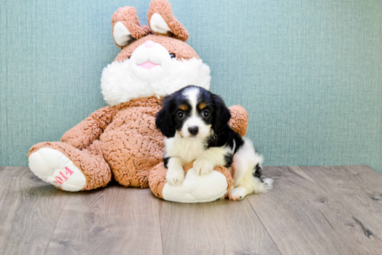 Best Cavachon Baby