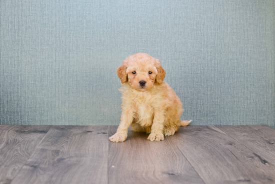 Friendly Mini Goldendoodle Baby