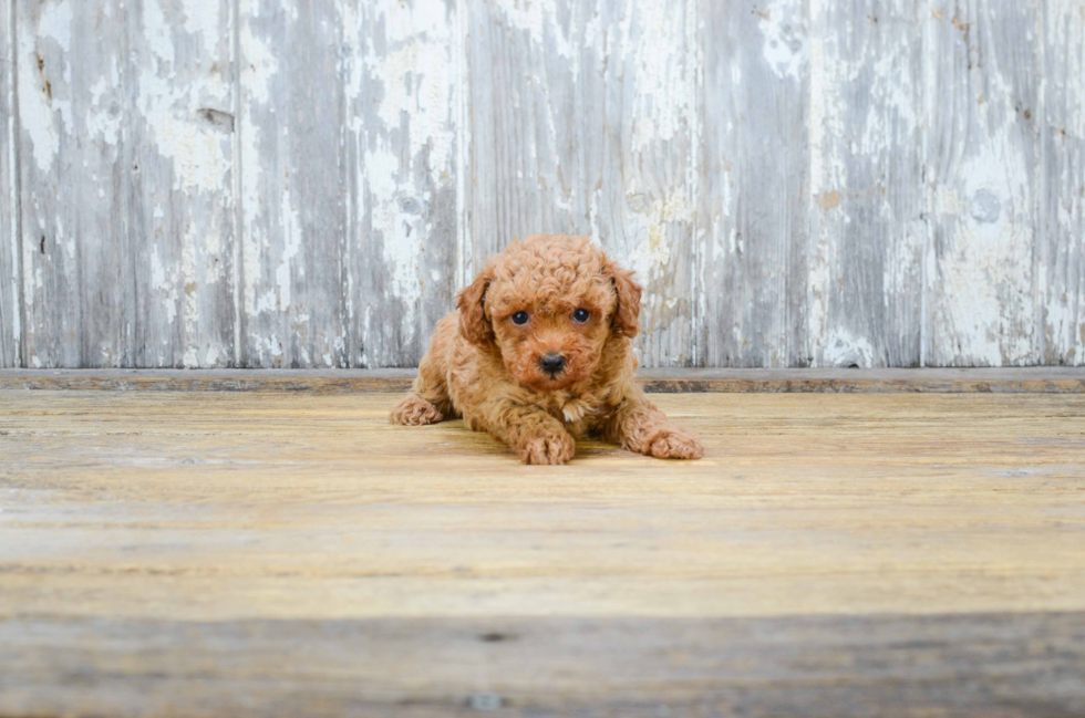 Best Poodle Baby