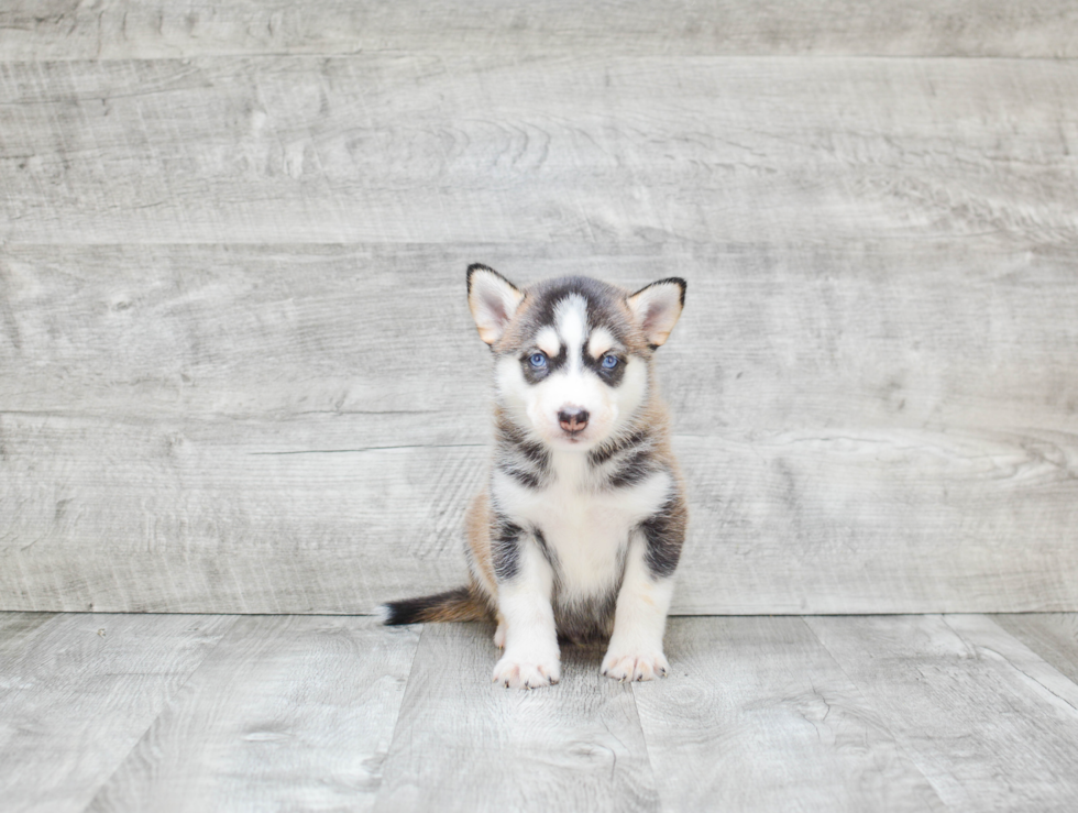 Pomsky Puppy for Adoption