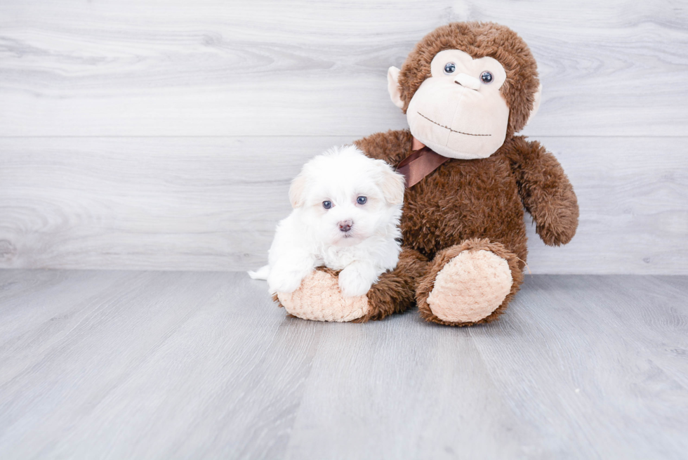 Maltipoo Pup Being Cute