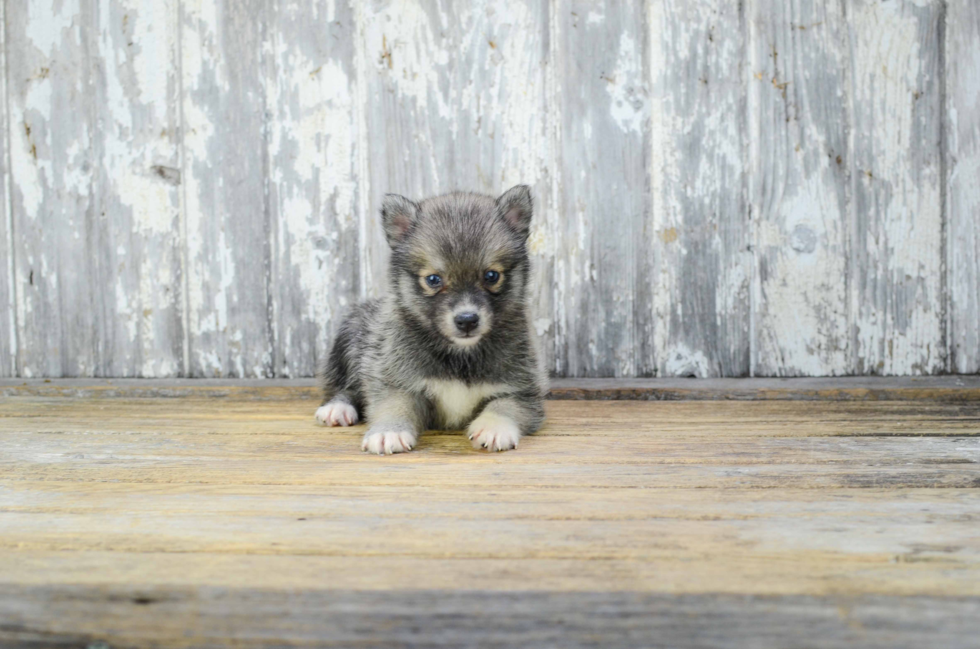 Pomsky Pup Being Cute