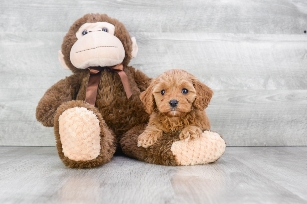 Cavapoo Pup Being Cute