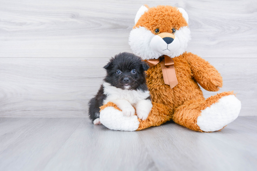 Aussie Pom Pup Being Cute