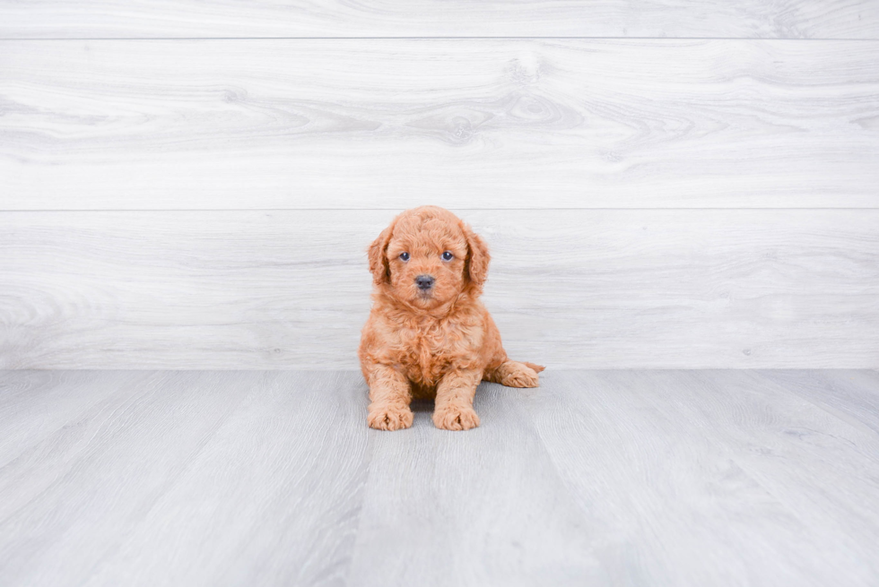 Best Mini Goldendoodle Baby