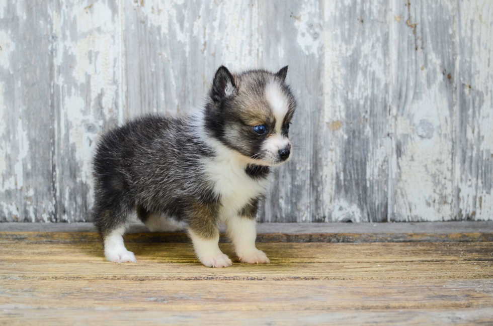 Pomsky Puppy for Adoption