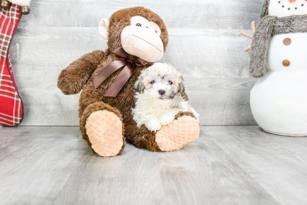 Friendly Havanese Baby