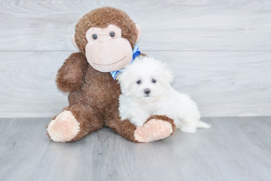 Fluffy Maltese Purebred Puppy