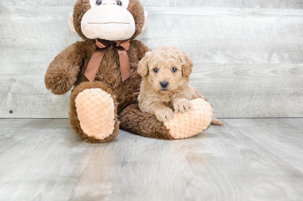 Sweet Mini Goldendoodle Baby