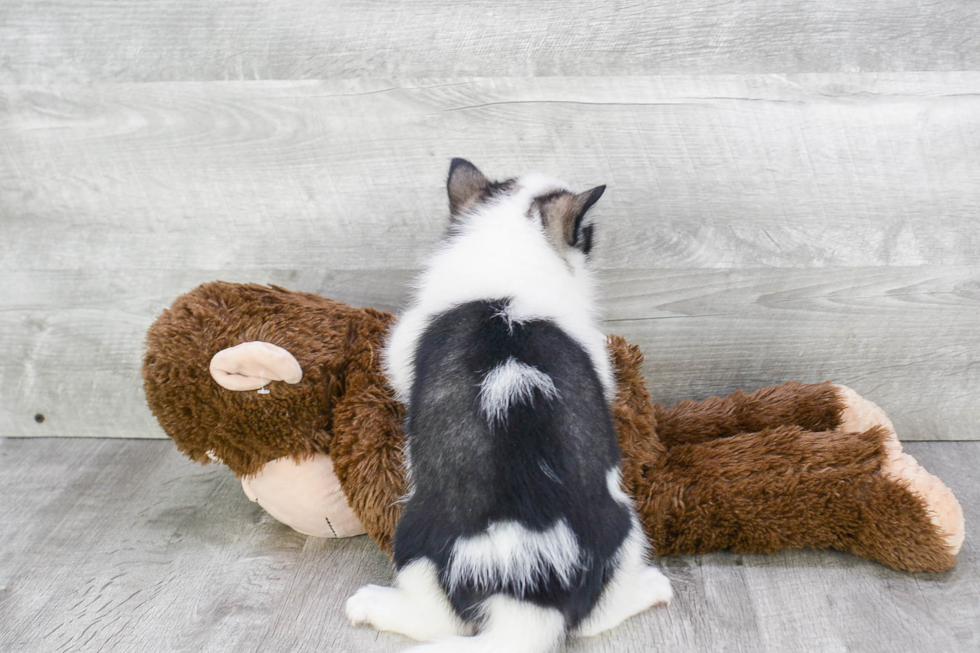 Small Pomsky Baby