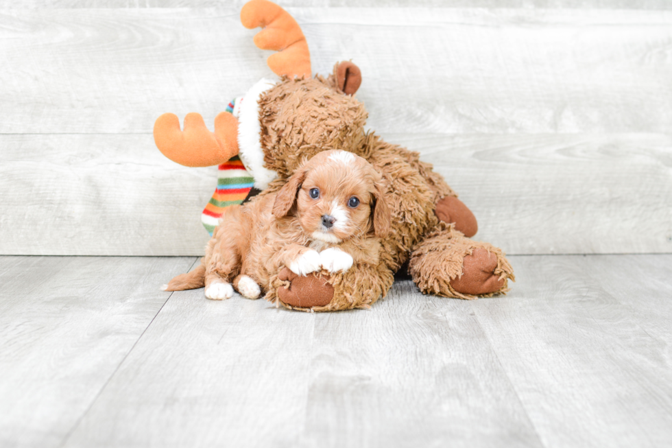 Cavapoo Pup Being Cute