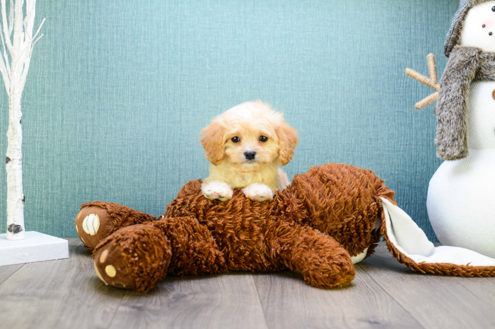 Fluffy Cavachon Designer Pup